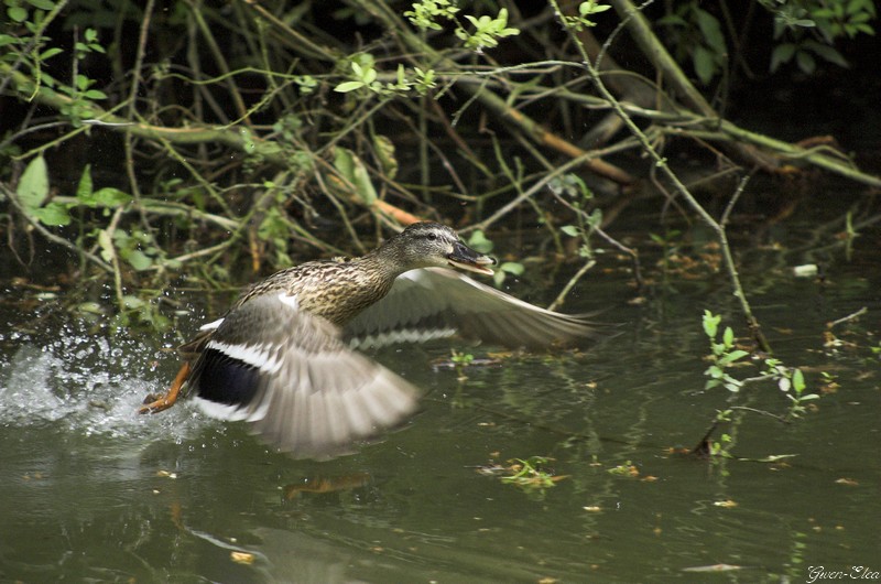 Des oiseaux qui volent. CaneVoleTete