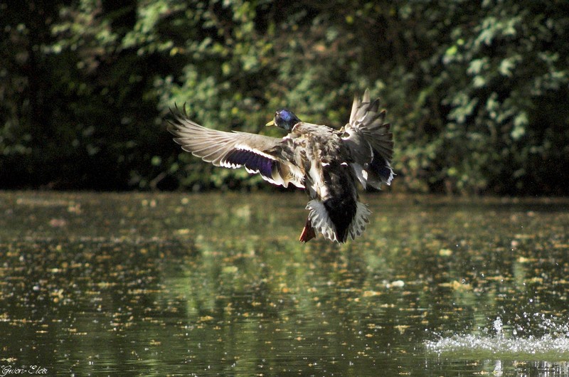 Photos d'oiseaux en vol ou autre et ratées. ColvertAterriss1