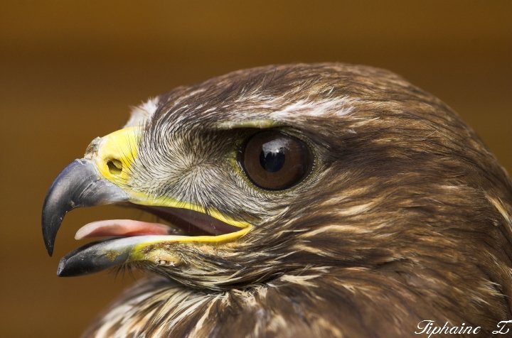 Portraits de rapaces. Buse1