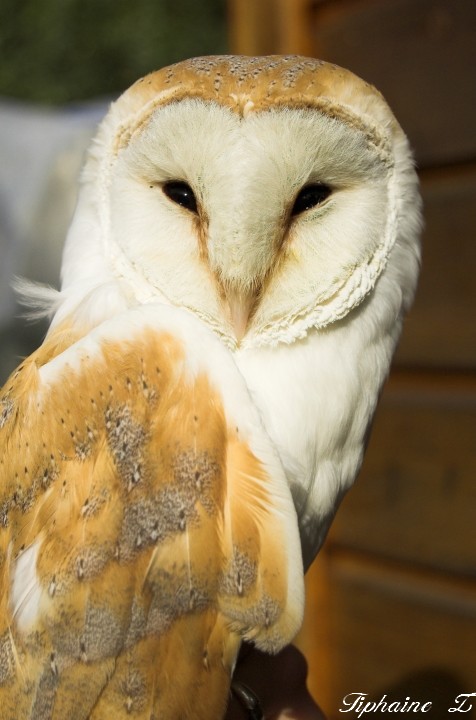 Portraits de rapaces. [MJ rgulires] Effraie1