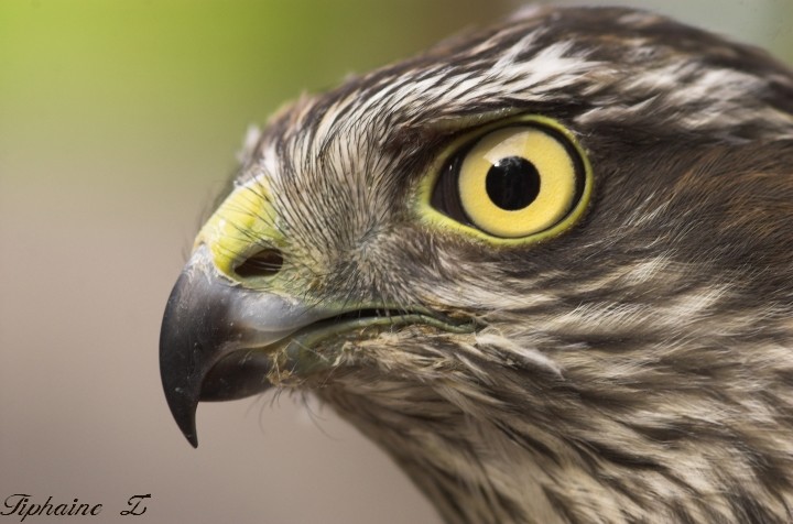 Portraits de rapaces. [MJ rgulires] Eper1