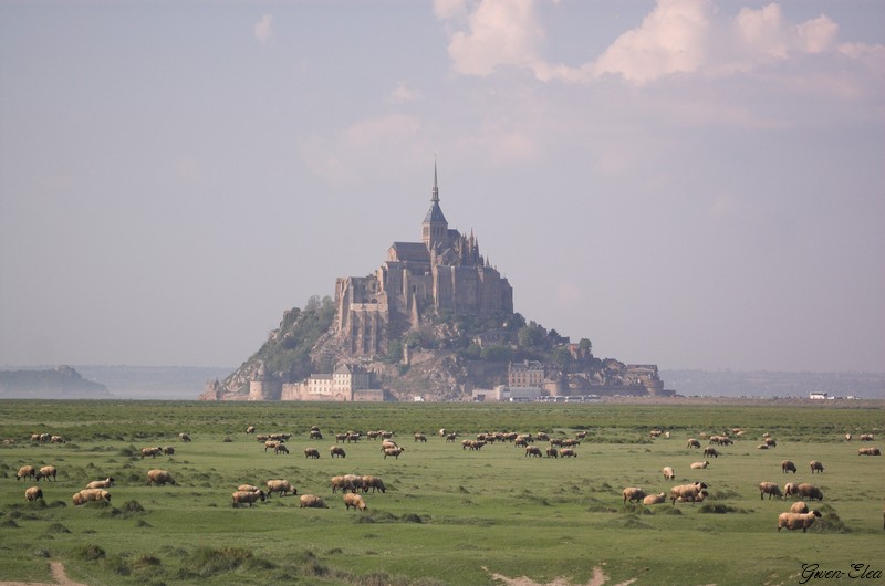 Visite d'Aligator Bay + Mont Saint Michel MtStMichelMoutons