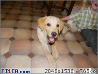 Max mon labrador Qv1bl21c