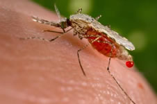 Tous les répulsifs anti-moustique Anti-moustiques