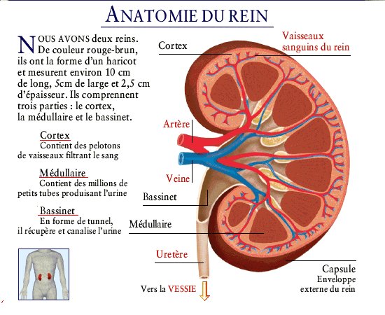 article science et vie Rein-coupe-anatomie