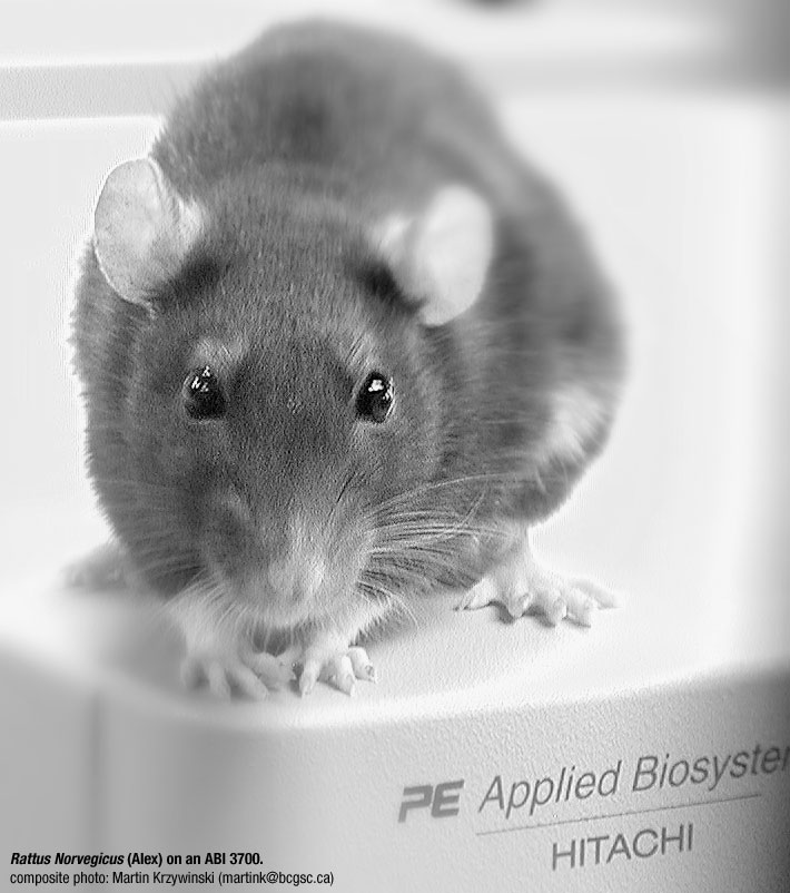    FAUNA      Rat-on-sequencer-bw