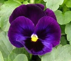 Palabra y Imagen - Página 6 Pensamiento-morado-20-semillas-flor-jardin-sdqro-7473-MLM5222508498_102013-O