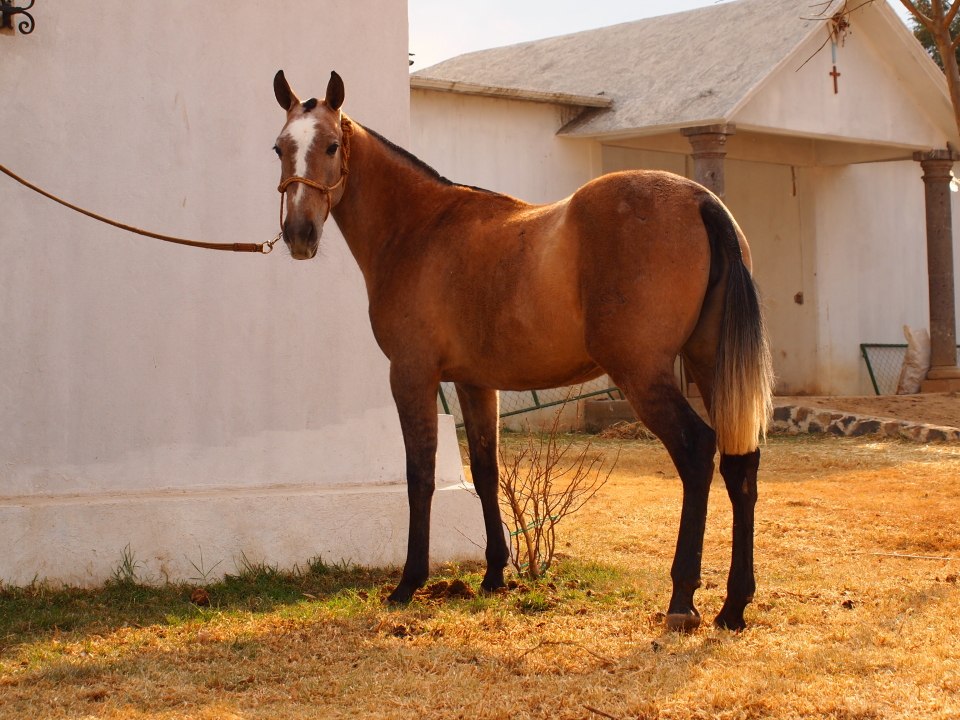 ¡¡¡  LA ELEGANCIA Y HERMOSURA !!! - Página 17 Yegua-espanola-raza-pre-dara-buenos-caballos-espanoles-3170-MLM3955709455_032013-F