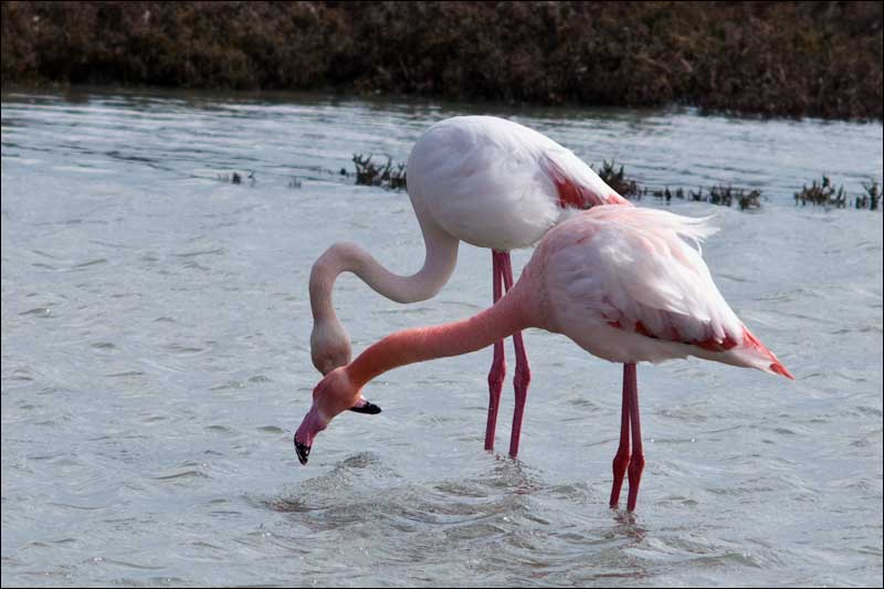 Pour Charles et pour nos lecteurs hors de France - Page 2 Flamand_roses