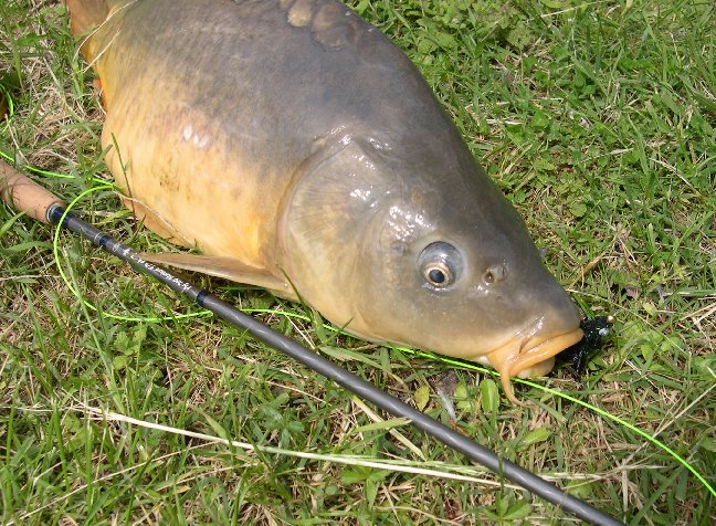 De la carpe a la mouche ! Carpstream