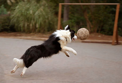 Acerca de JUGADORES LIBRES Soccer-dog