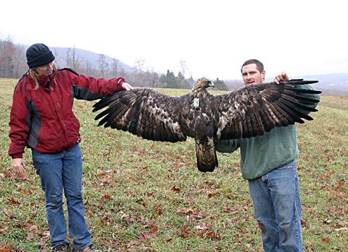 عقاب طلایی - Golden Eagle Golden-eagle