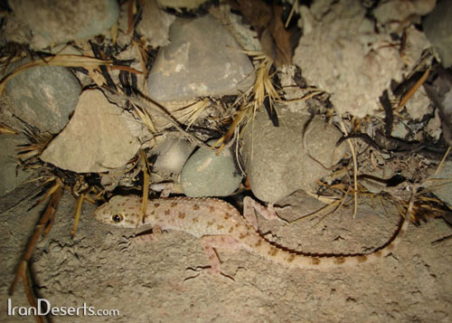 گکوی سنگ کش - Keeled Rock Gecko Keeled-rock-gecko-big