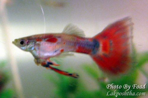 گوپی - Guppy Fish - صفحة 10 IMG_1631