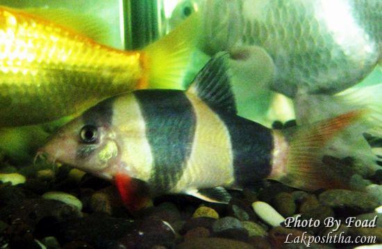 لوچ دلقک - Clown Loach - صفحة 2 IMG_1755