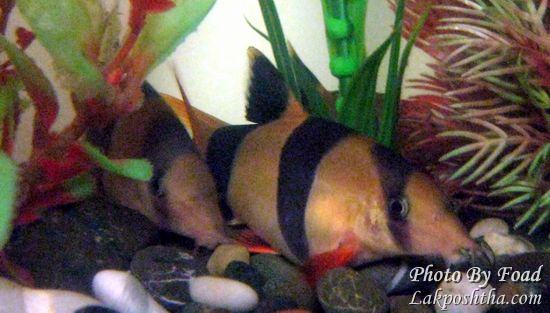 لوچ دلقک - Clown Loach - صفحة 2 IMG_1761