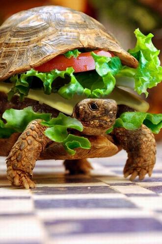 مجسمه لاک پشت اژدهایی در شهر ممنوعه پکن Turtle-food