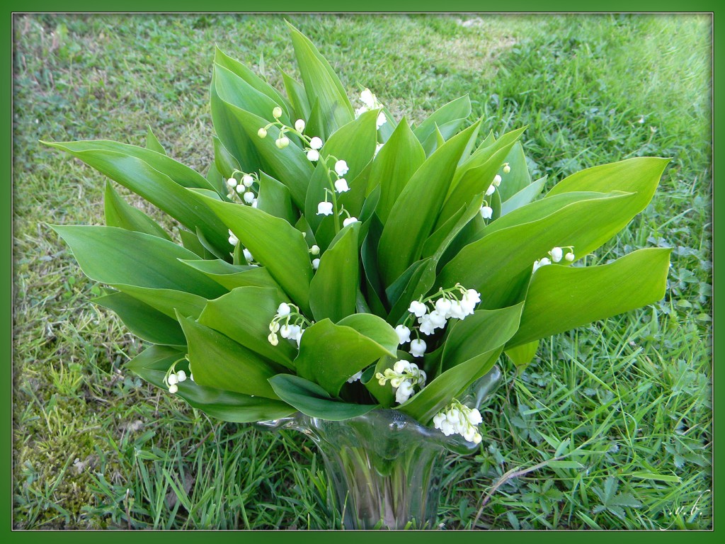 bonjour !!! - Page 42 MUGUET-UN-BOUQUET-POUR-MAURICE-DSCN1585-1024x768