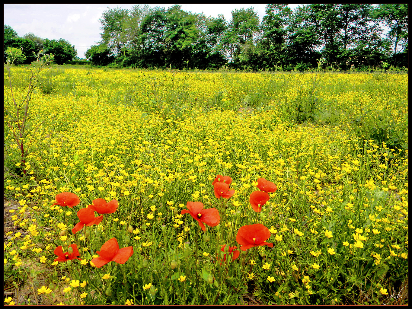 vegetalisez un jeux d'enfants  FLEURS-SAUVAGE-ST-AUNIX-BBB-DSCN4724