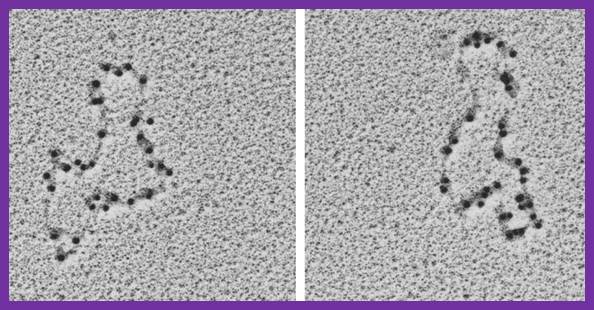 dna replication - DNA replication of prokaryotes Image007