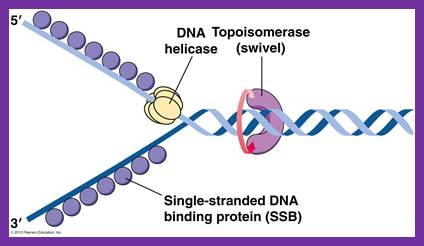 DNA replication of prokaryotes - Page 2 Image008