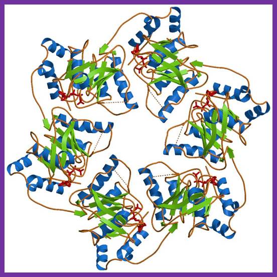 dna replication - DNA replication of prokaryotes Image009