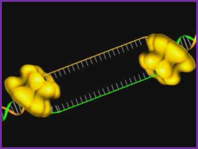 dna replication - DNA replication of prokaryotes Image010