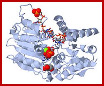 dna replication - DNA replication of prokaryotes Image011