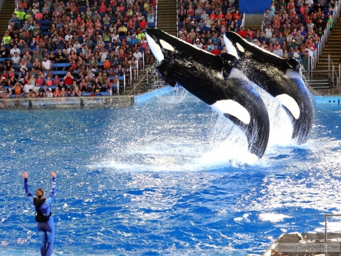 San Antonio điểm du lịch xanh của nước Mỹ SeaWorld-San-Antonio-37-687x515