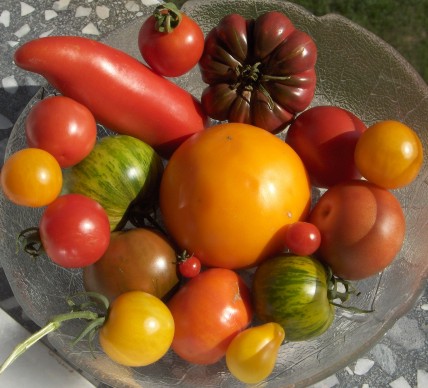 Le saviez-vous : La tomate fait baisser le taux d'alcoolémie ! Tomates08001