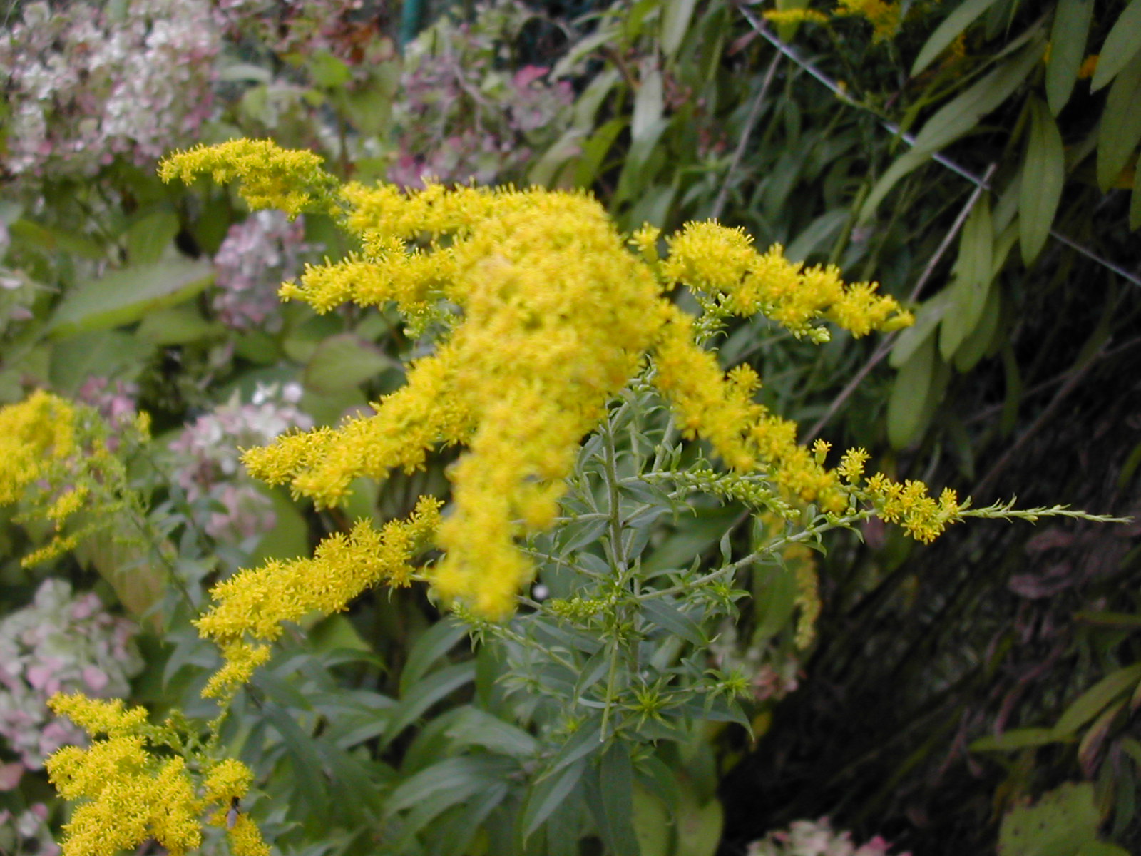 Solidago Canadensis DSCN7204