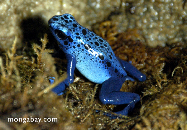 Žabe Dendrobates_auzureus-09