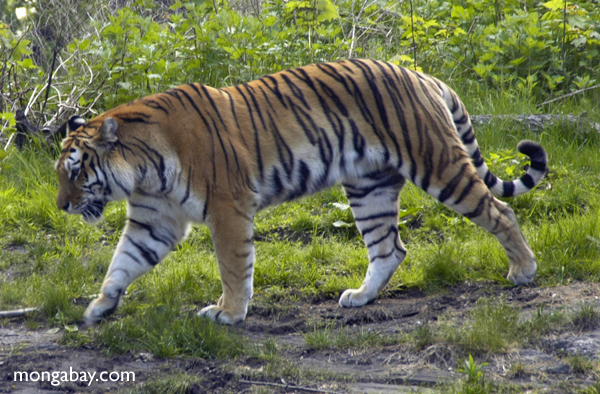 اختبار النمور Siberian_tiger-10