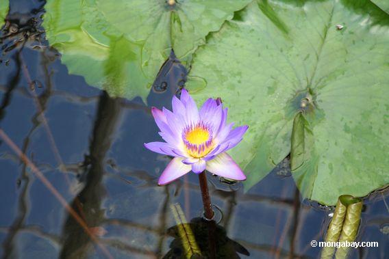 هل نحن في زمن الغابة؟ 0233_water_lily_lavender_flower