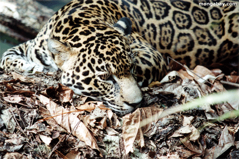 Jaguar Jaguar_01