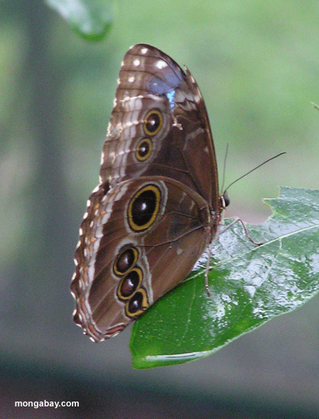 Leptiri Owl_Butterfly_01