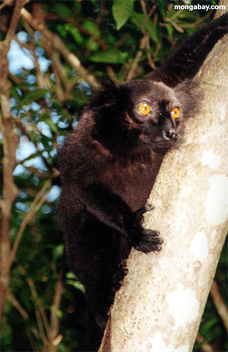 Dierkeuze Male_black_lemur_tree