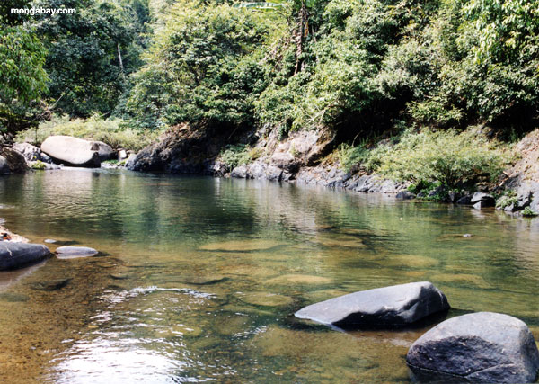 Miško upelis Rocky_creek_02