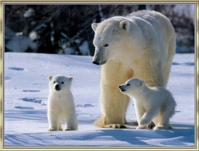 Les ours - Page 3 Z0d3cwf0