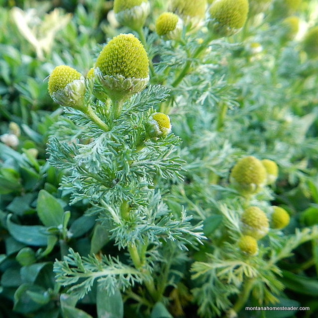 Pineapple Weed Tea DSCN9466