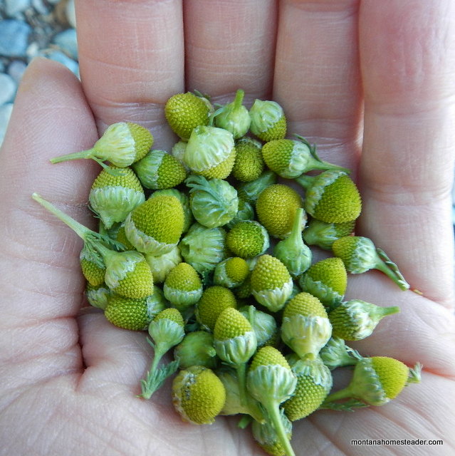 Pineapple Weed Tea DSCN9469