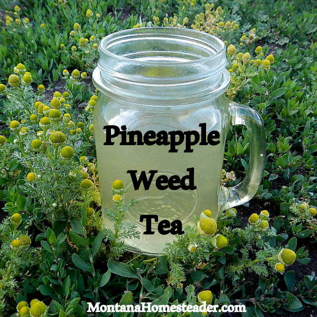 Pineapple Weed Tea DSCN9490