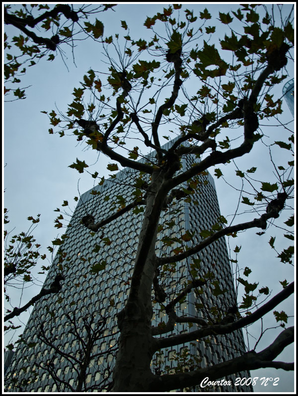 Commentaires sur le concours, photos hors concours ... Arbre2_courtox_2008