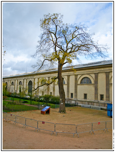 Commentaires sur les photos du mois de DECEMBRE Arbre_jussieur1