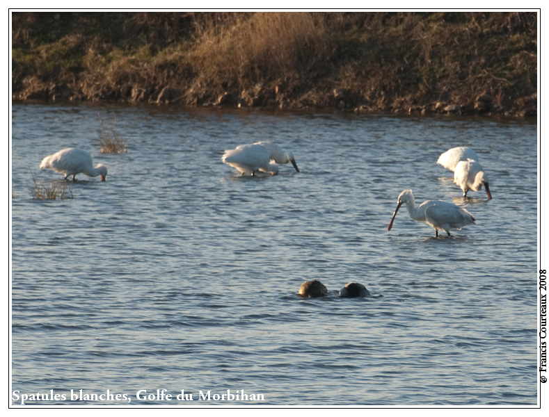 Spatules blanches, Golfe du Morbihan Spatule