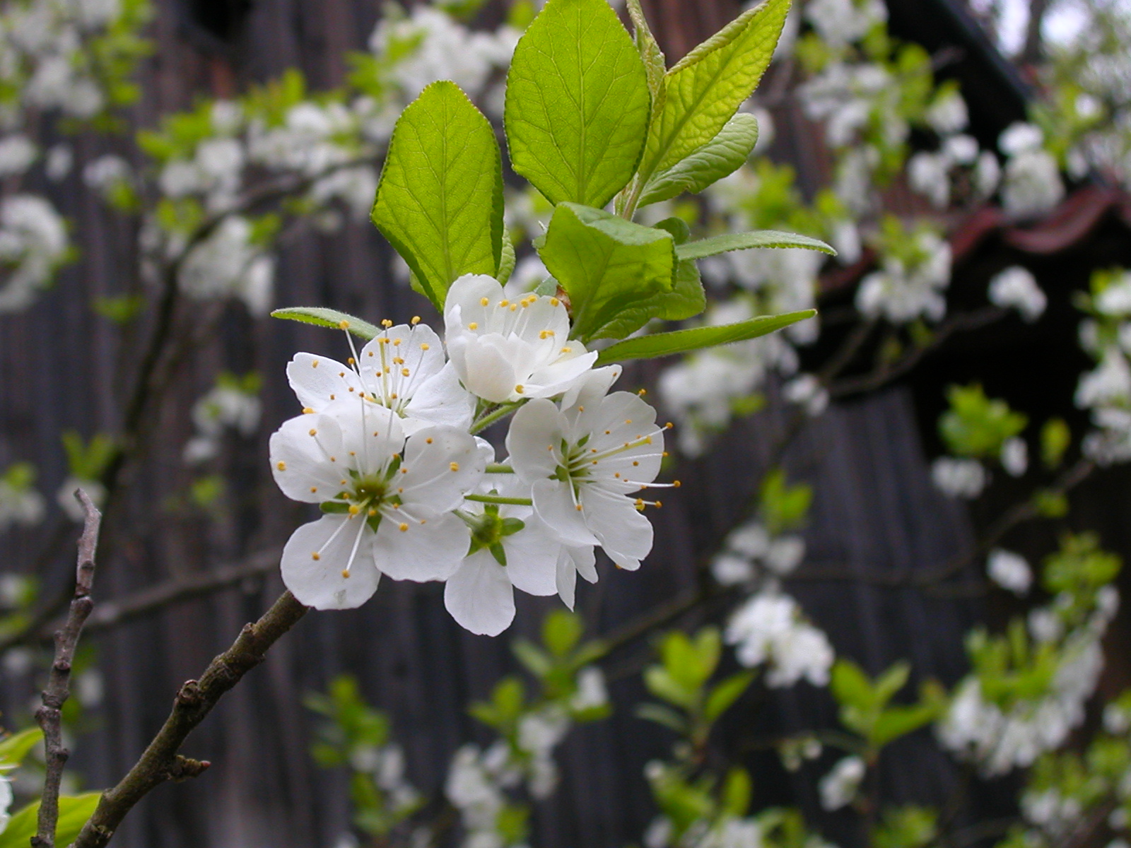 Arbre de Sakura Fleur_cerisier