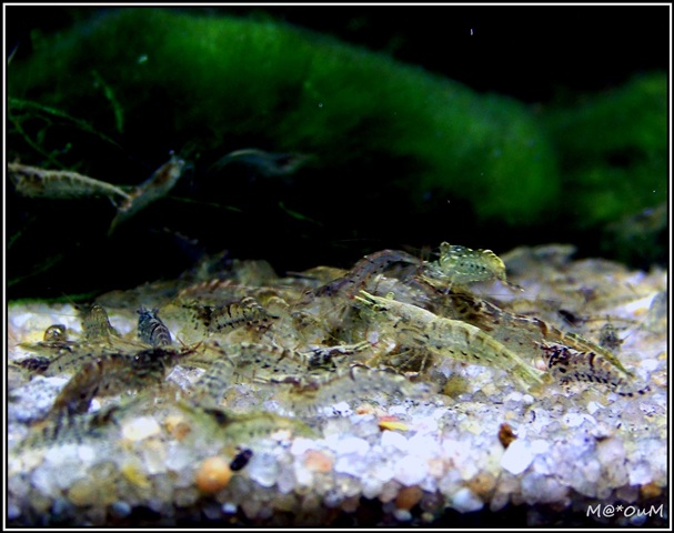 [PAUSE][VENDS] crevettes Babaulti Sp Malaya [54/FR] 100_8808_GF