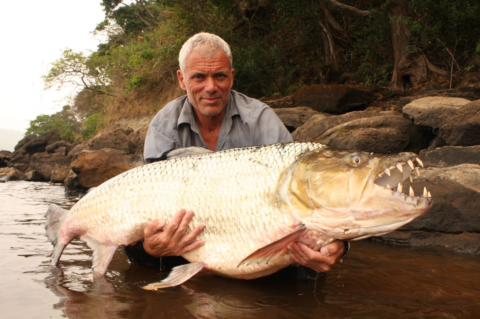  Hydrocynus African Tiger Fish (ATF ) Tigrish-4