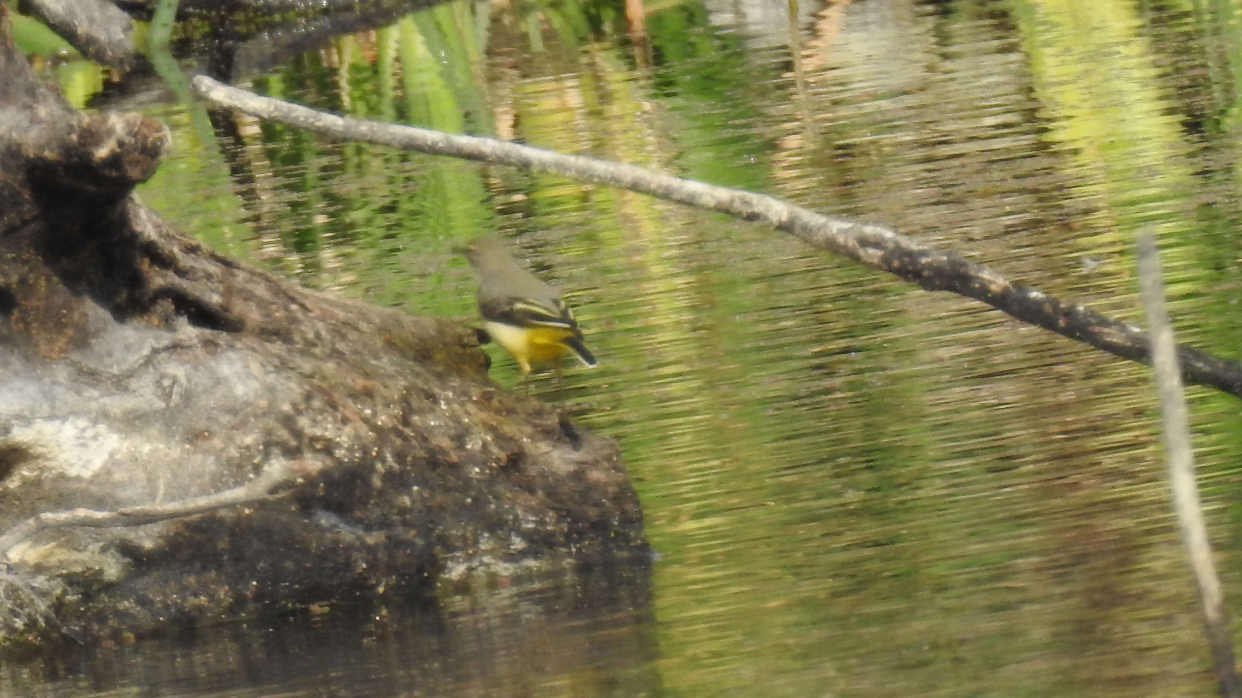 id confirmacao passeriformes Alveola1