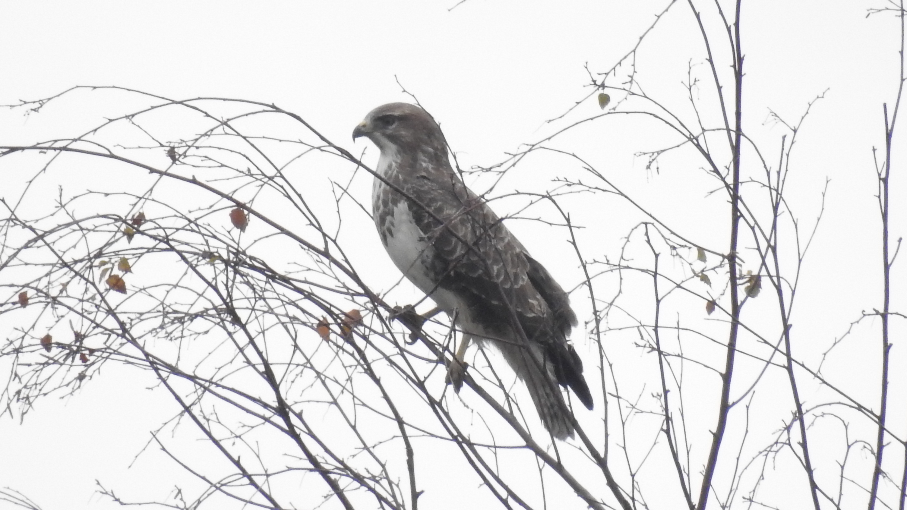 id confirmacao passeriformes Buteo12